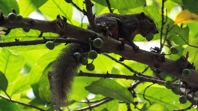 Bukit Timah Nature Reserve